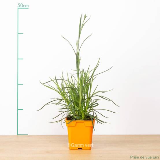 Oeillet mignardise Diana - Dianthus plumarius - Image 2