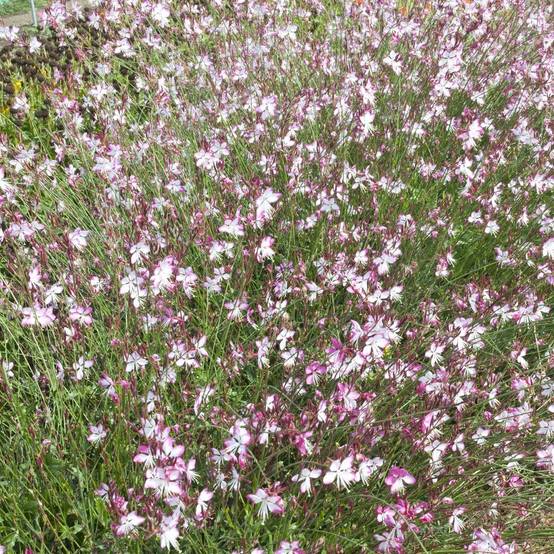 Gaura lindheimeri Rosyjane® lot de 3 - Image 3