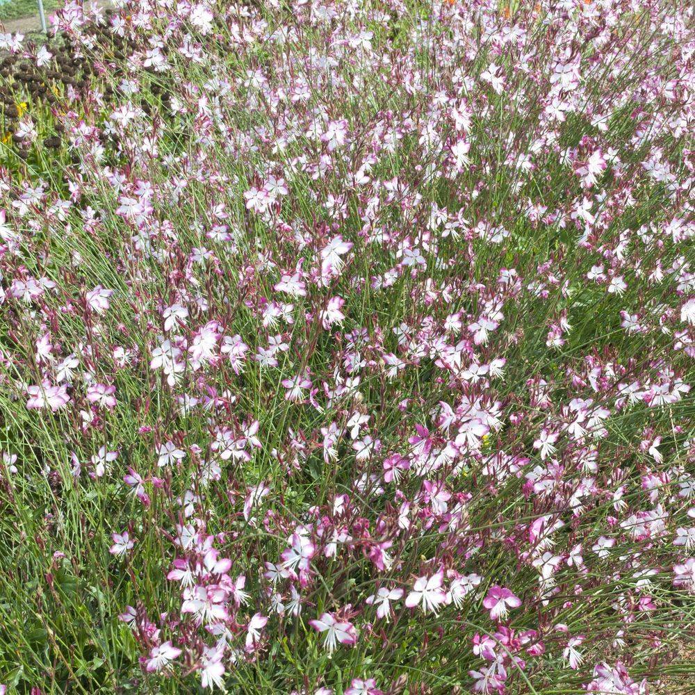 Gaura lindheimeri Rosyjane® lot de 3 - Image 3