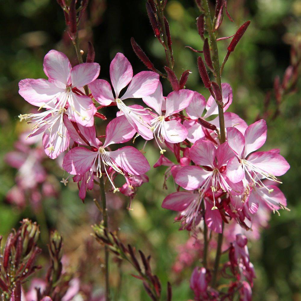 Gaura lindheimeri Rosyjane® lot de 3 - Image 1