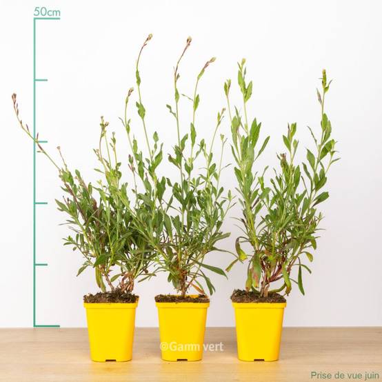 Gaura lindheimeri Rosyjane® lot de 3 - Image 2