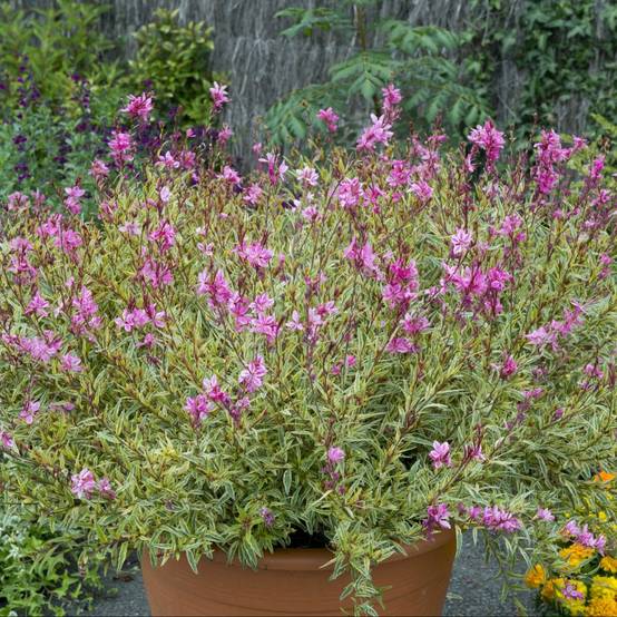 Gaura 'Pink Panache®' lot de 3 - Image 1