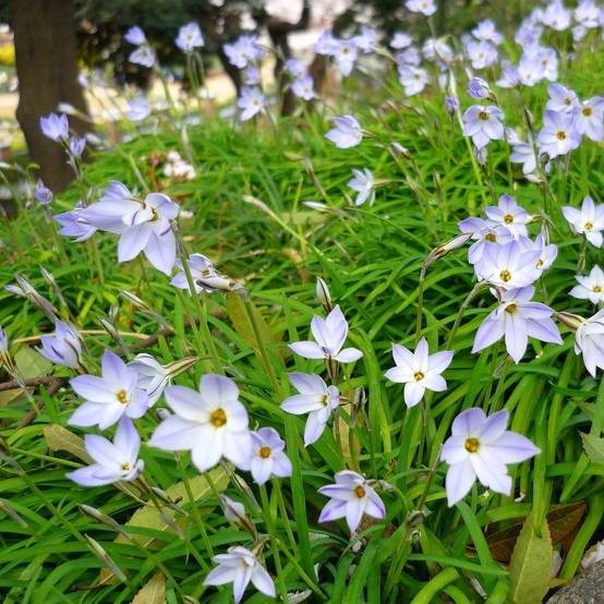 Ipheion uniflorum