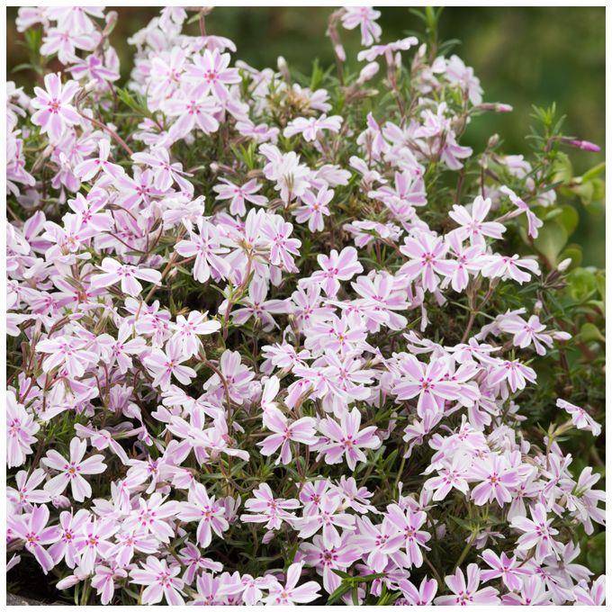 Phlox subulata candy stripes lot de 3 - Image 2