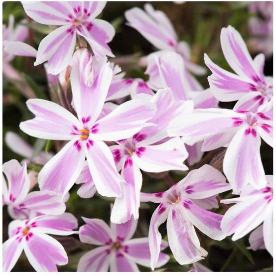 Phlox subulata candy stripes lot de 3 - Image 1