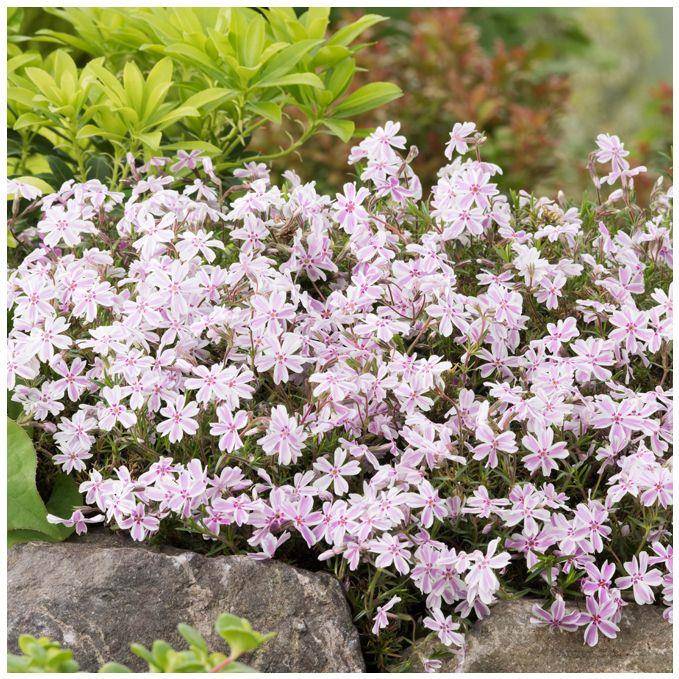 Phlox subulata candy stripes lot de 3 - Image 3
