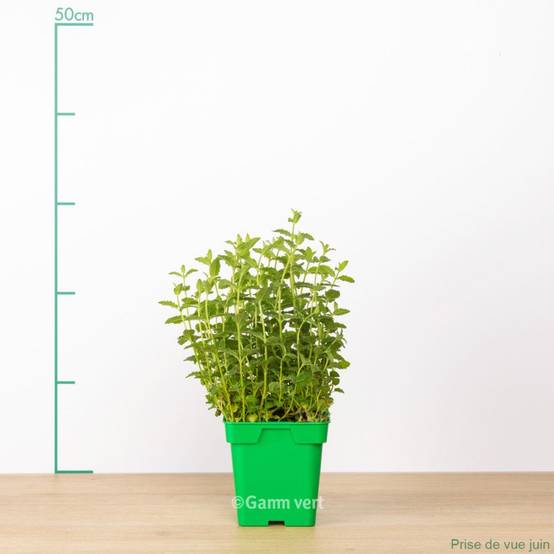 Menthe fraise - Image 2