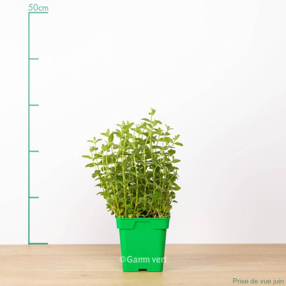 Menthe fraise - Image 2