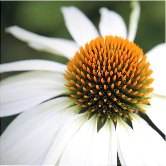 Echinacée blanche 'Pow Wow White' - Image 1
