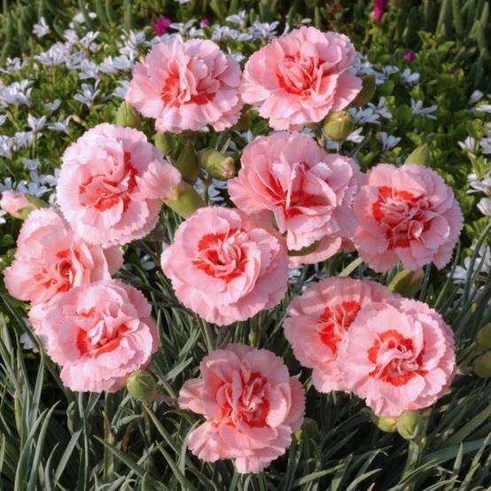 Oeillet mignardise rose clair et fonce Doris - Lot de 3 - Image 2