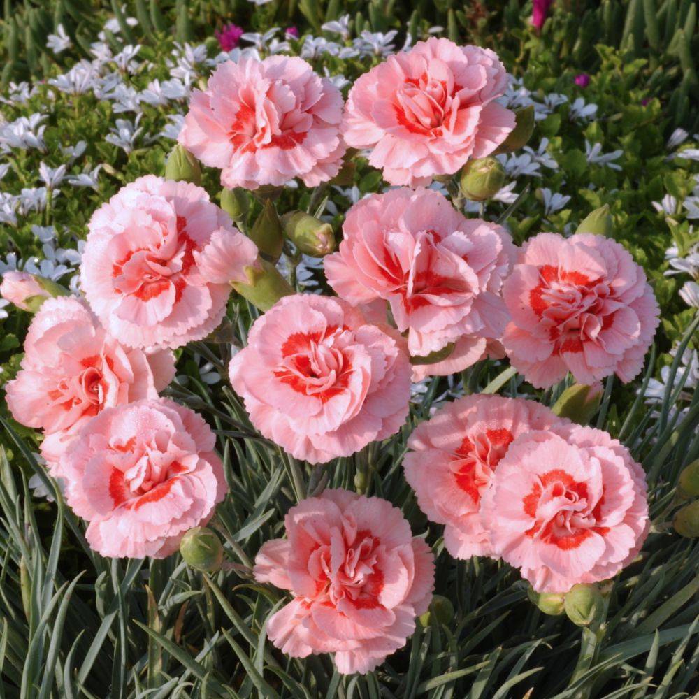 Oeillet mignardise rose clair et fonce Doris - Lot de 3 - Image 2