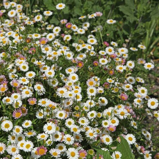 Erigeron karvinskianus - Image 6