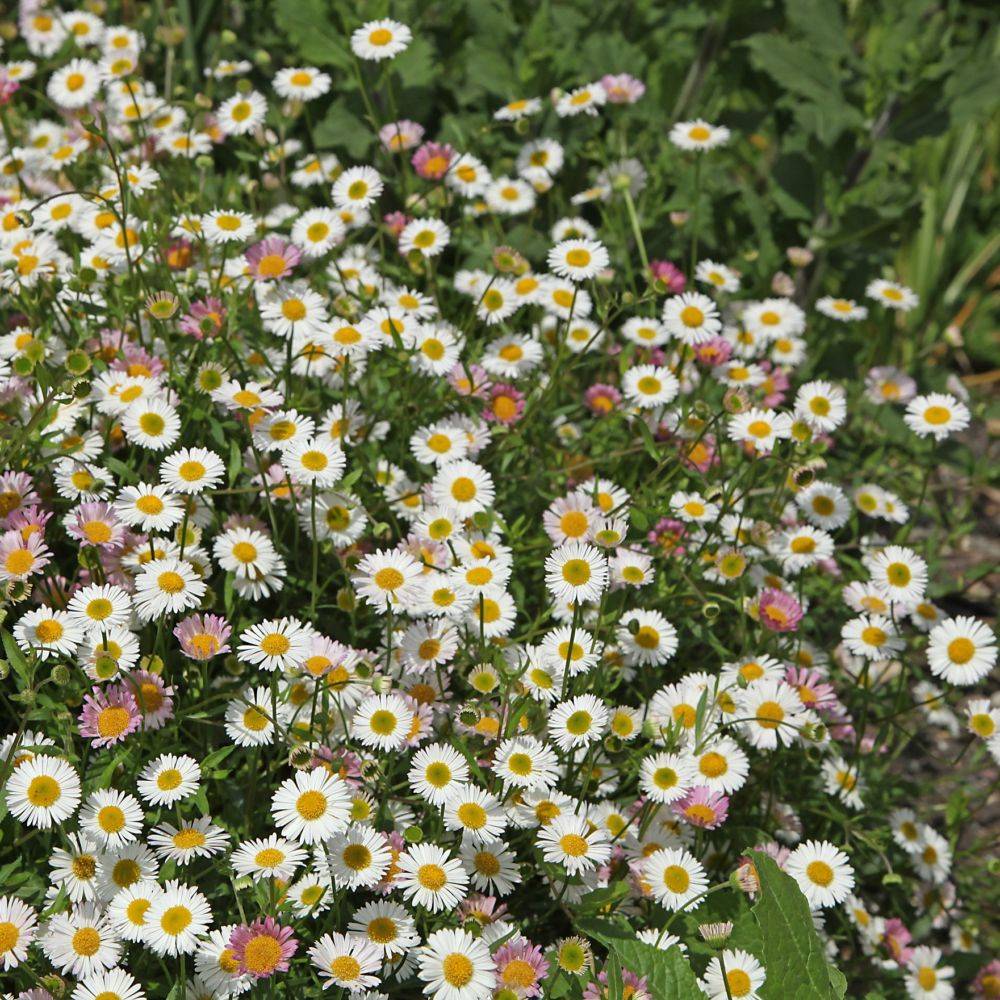 Erigeron karvinskianus - Image 6