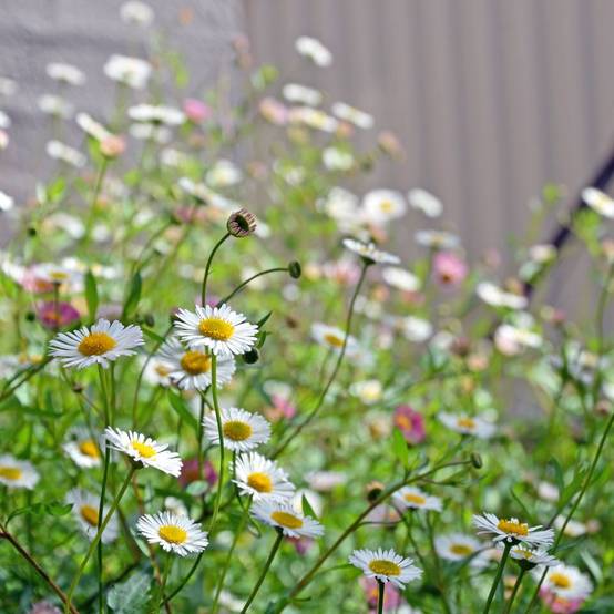 Erigeron karvinskianus - Image 5