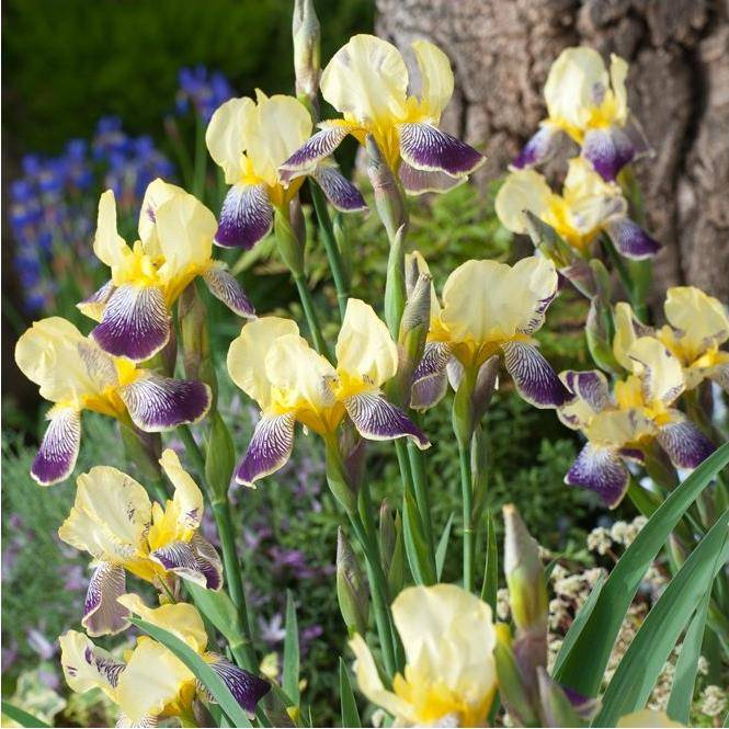 Iris Stellata - Image 1