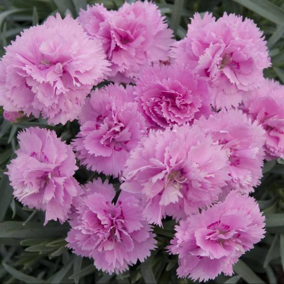 Oeillet nain rose 'Can-Can' lot de 3