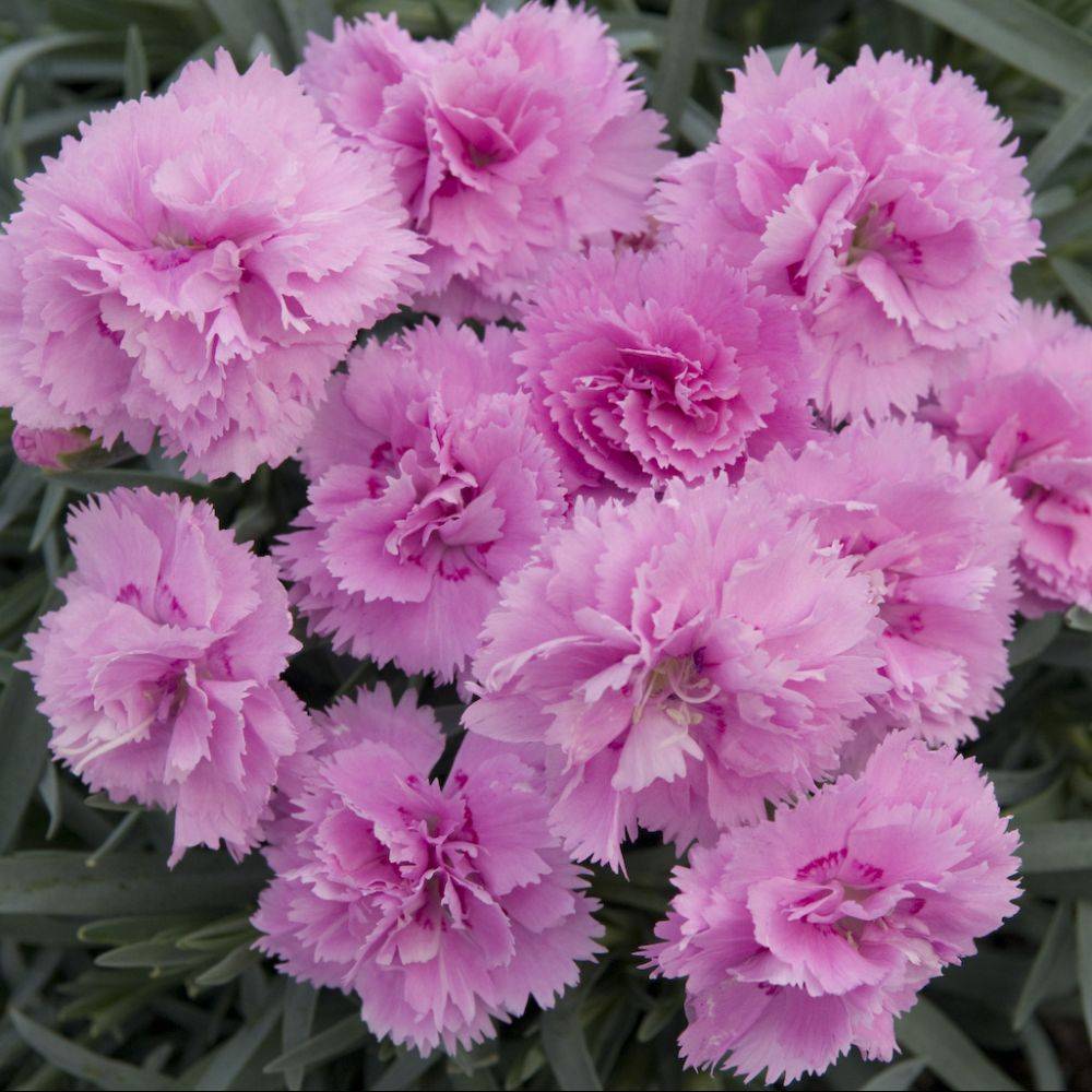 Oeillet nain rose 'Can-Can' lot de 3