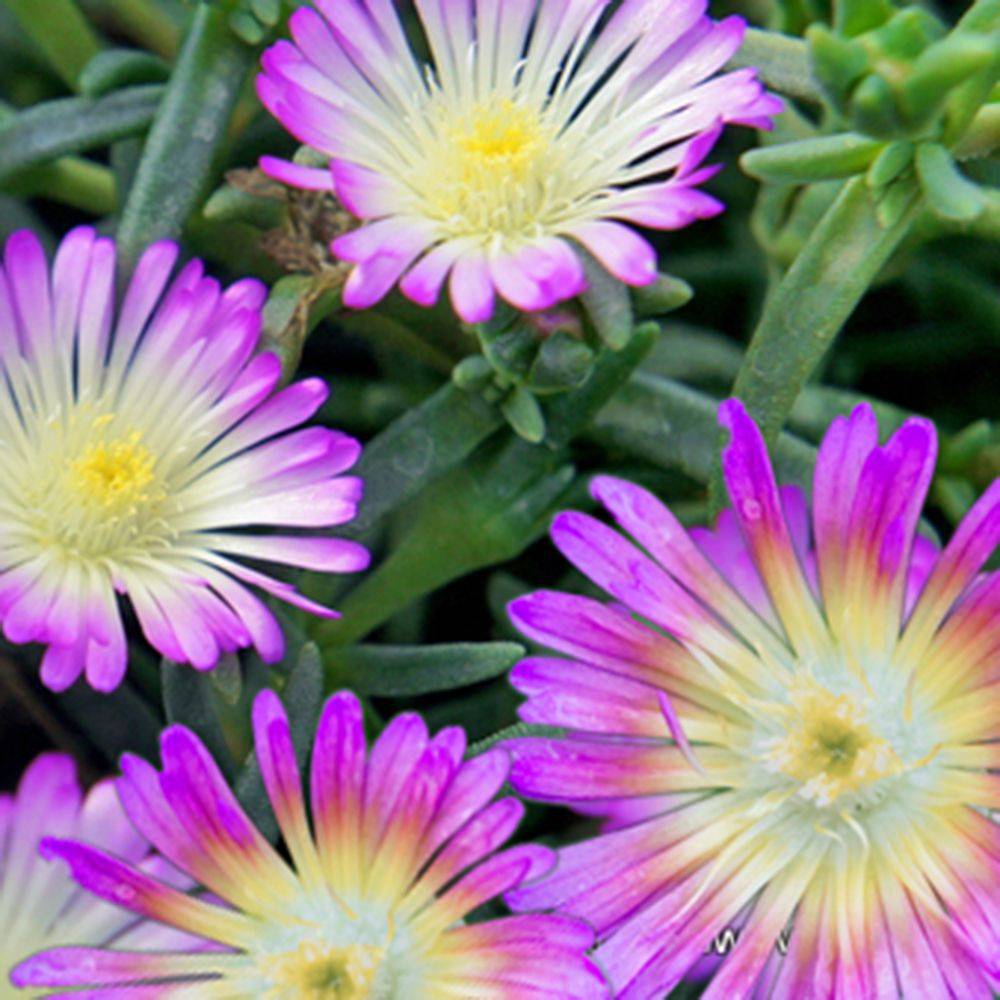 Delosperma WoW Violet Wonder ® lot de 3 - Image 2