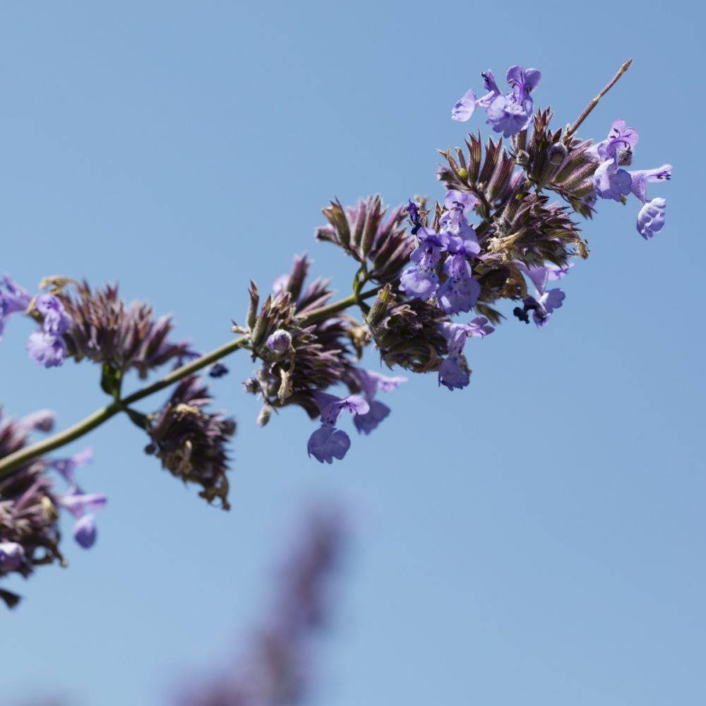 Nepeta mussinii - Image 4