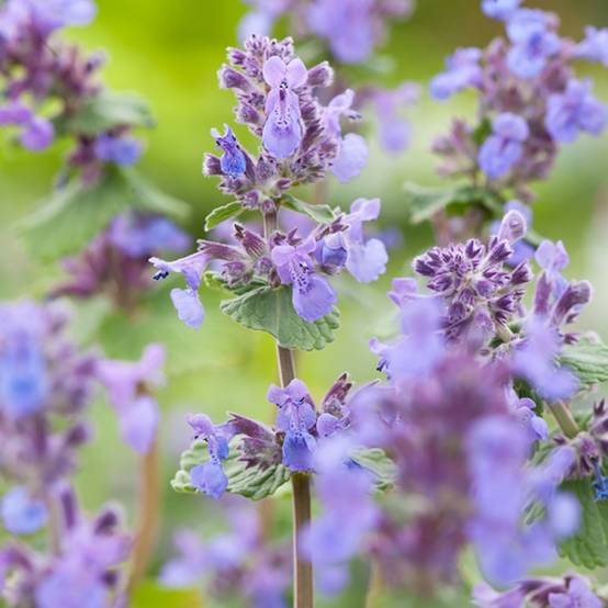 Nepeta mussinii - Image 5