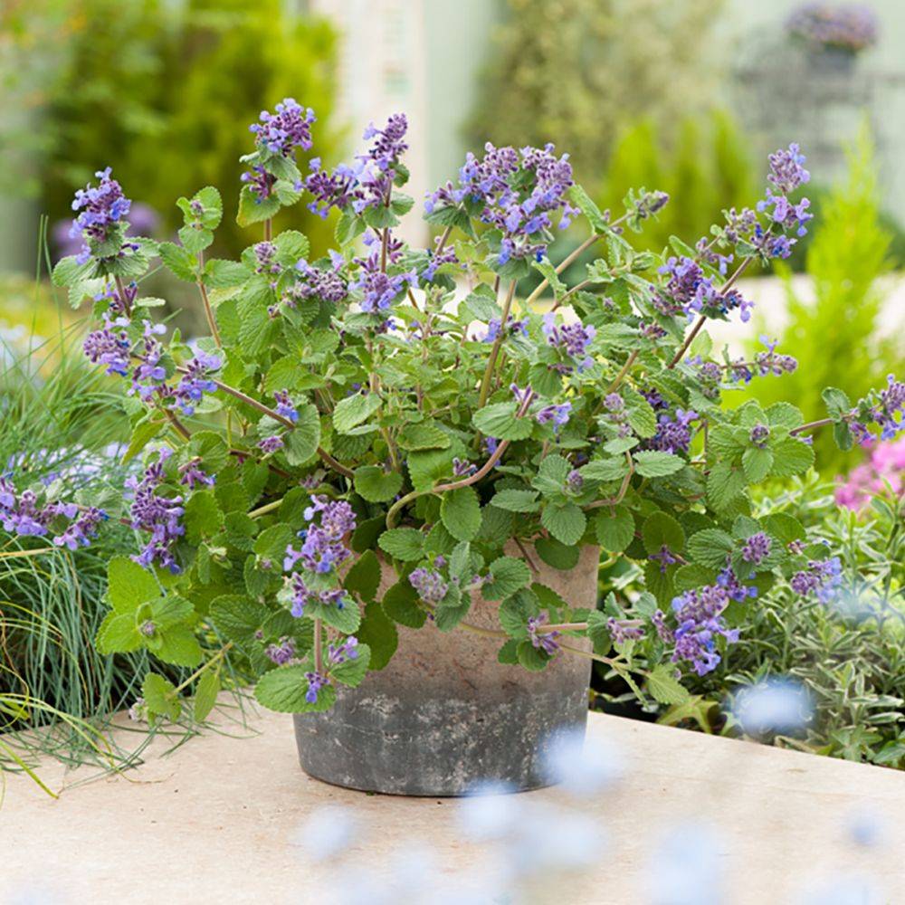 Nepeta mussinii - Image 2