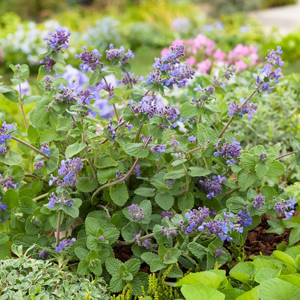 Nepeta mussinii - Image 1