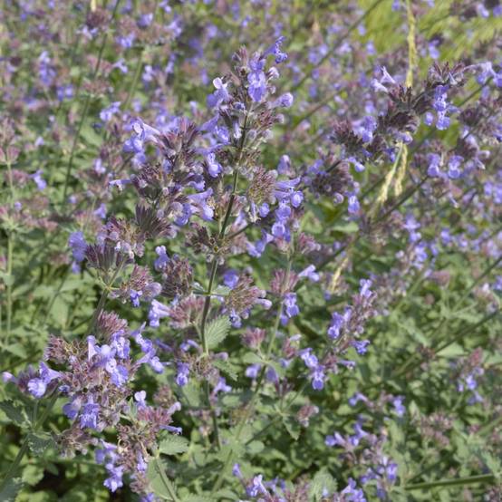 Nepeta mussinii - Image 3