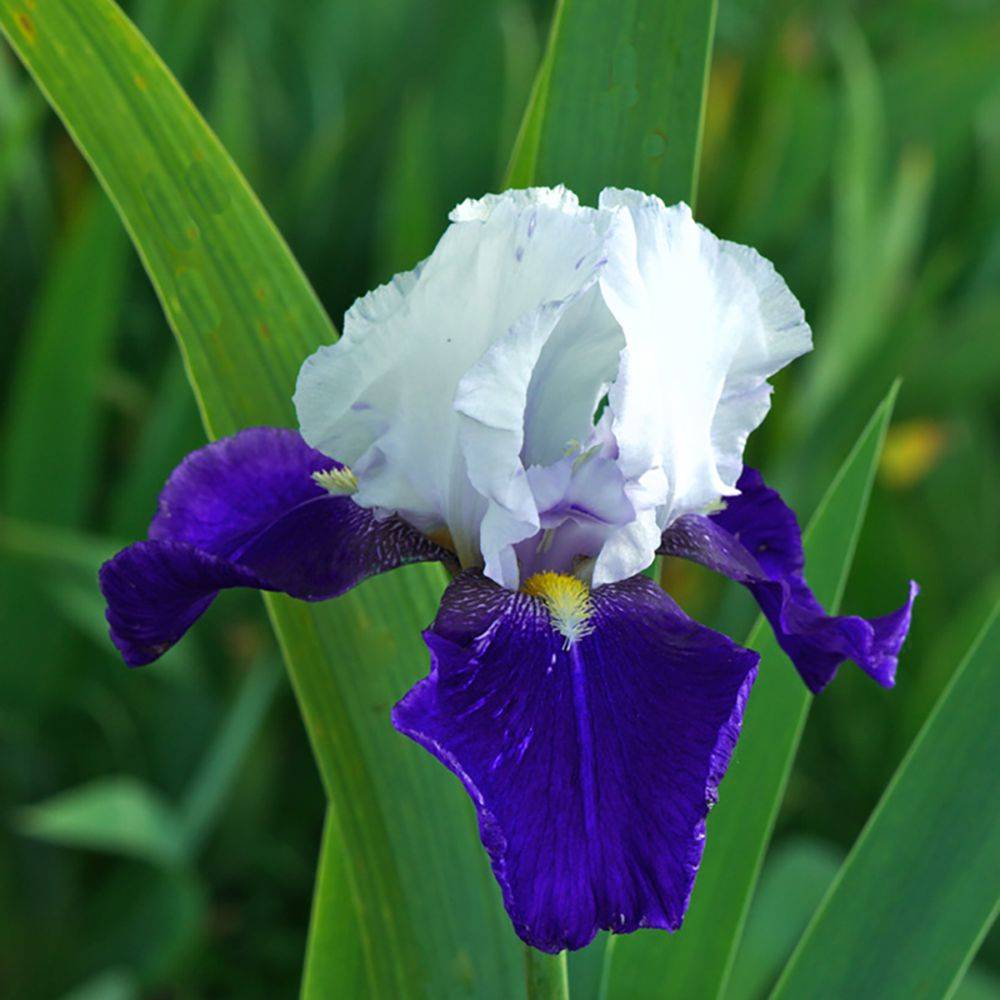 Iris germanica night edition - Image 2