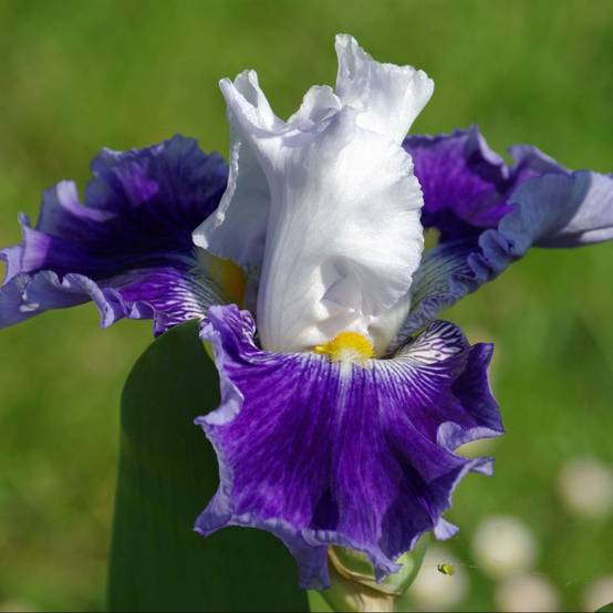Iris germanica night edition - Image 1