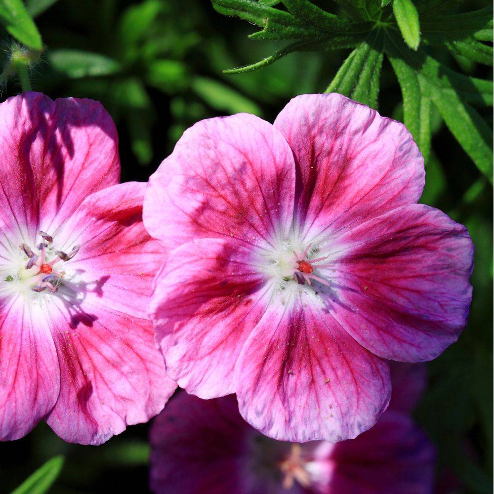 Geranium vivace 'Elke ®'