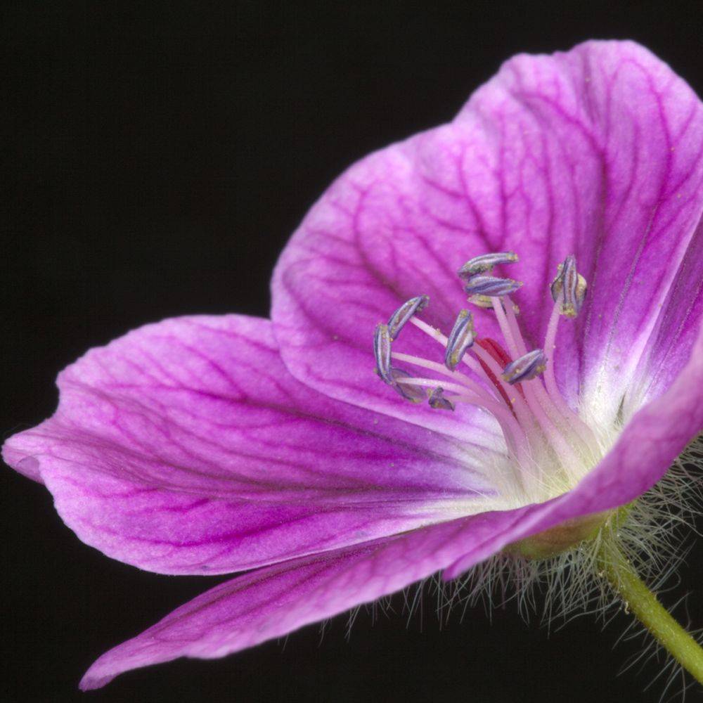 Geranium vivace 'Elke ®' - Image 3