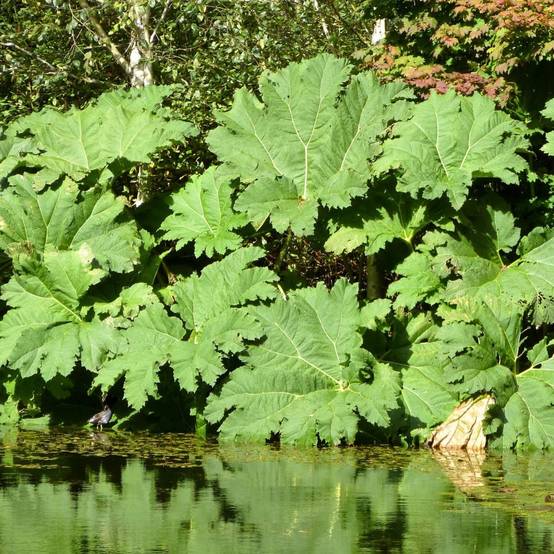 Gunnera manicata - Image 2