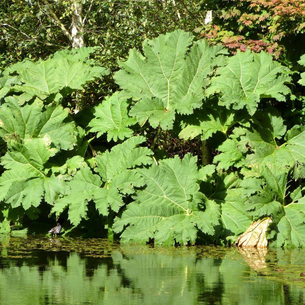 Gunnera manicata - Image 2