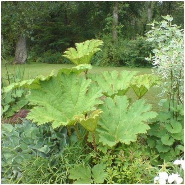 Gunnera manicata - Image 9