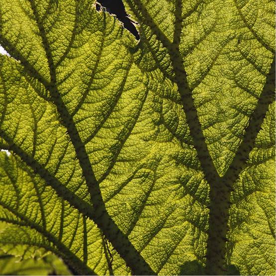 Gunnera manicata - Image 8