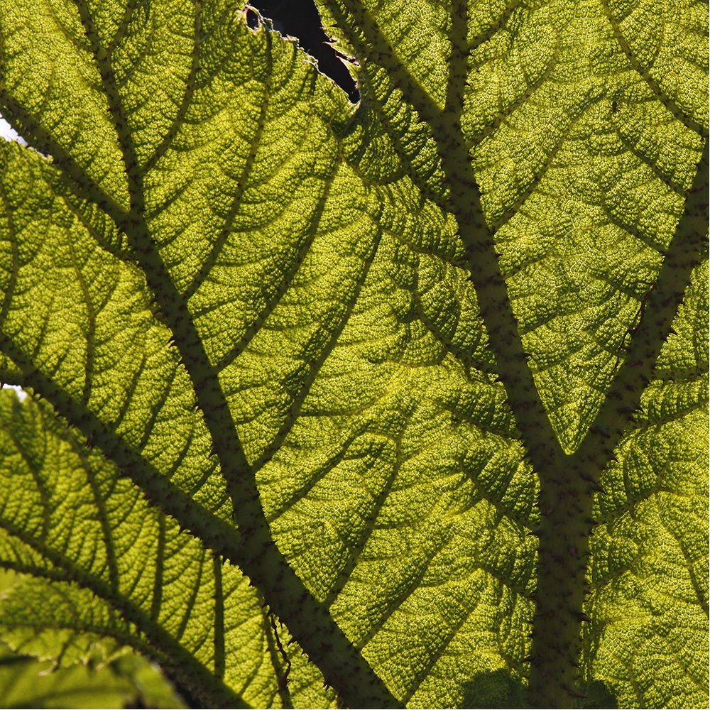Gunnera manicata - Image 8