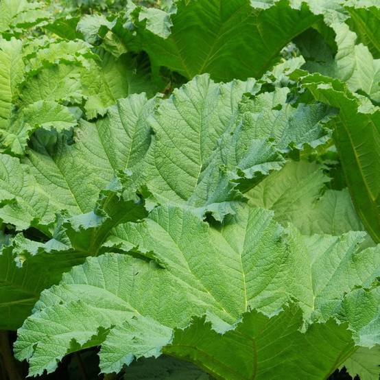 Gunnera manicata - Image 6