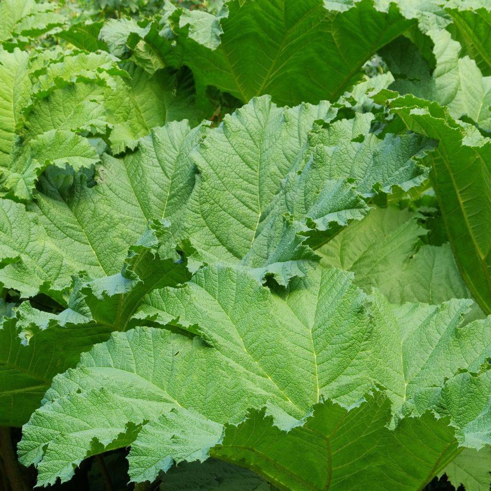 Gunnera manicata - Image 6