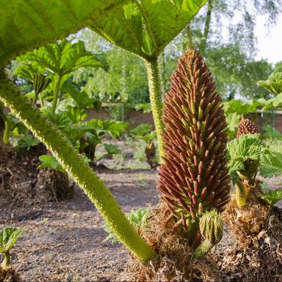Gunnera manicata - Image 3