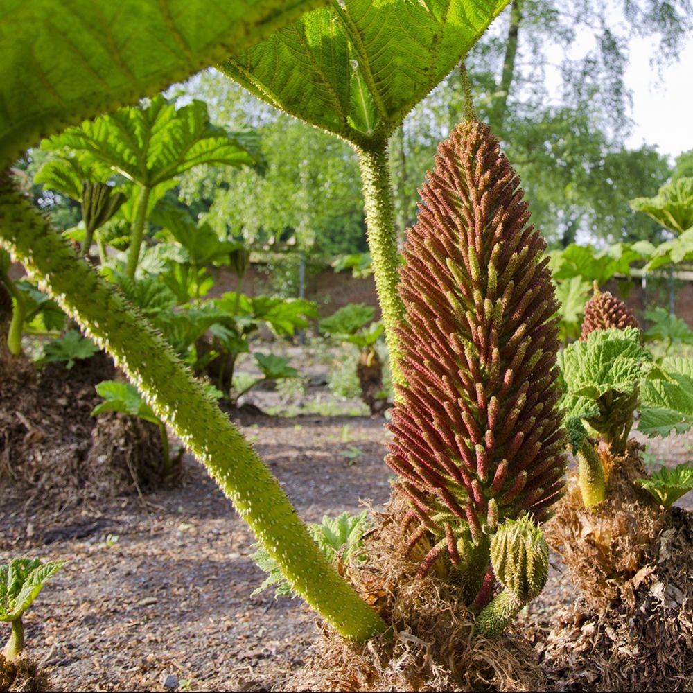 Gunnera manicata - Image 3
