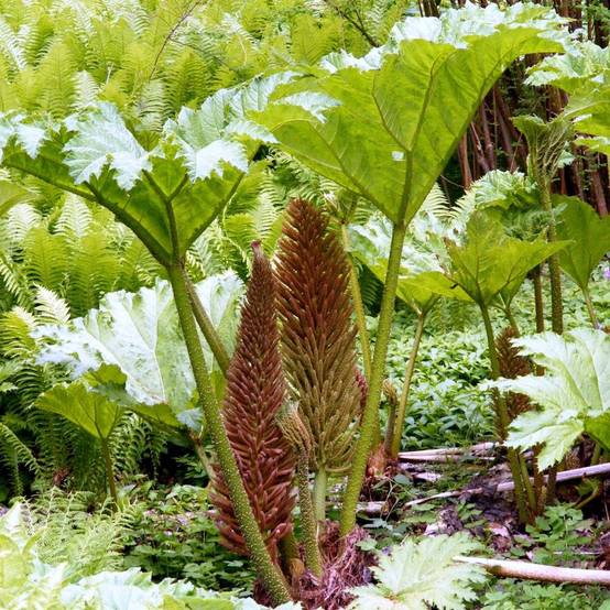 Gunnera manicata - Image 4
