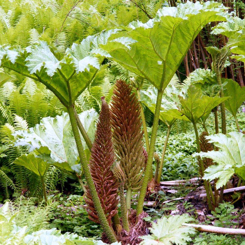 Gunnera manicata - Image 4