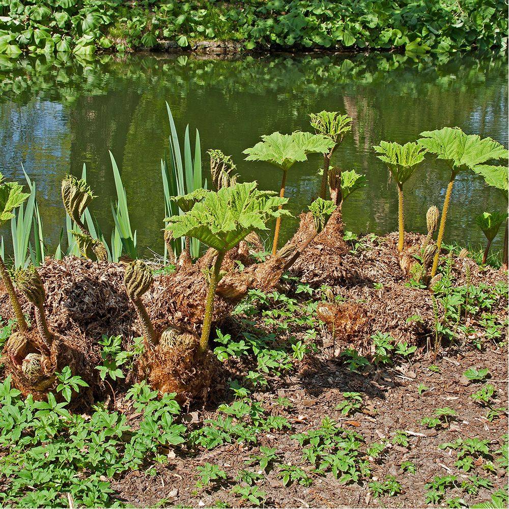 Gunnera manicata - Image 7