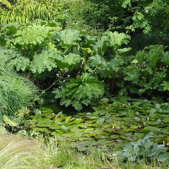 Gunnera manicata - Image 1
