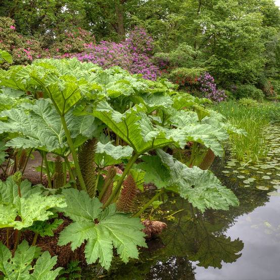 Gunnera manicata - Image 5