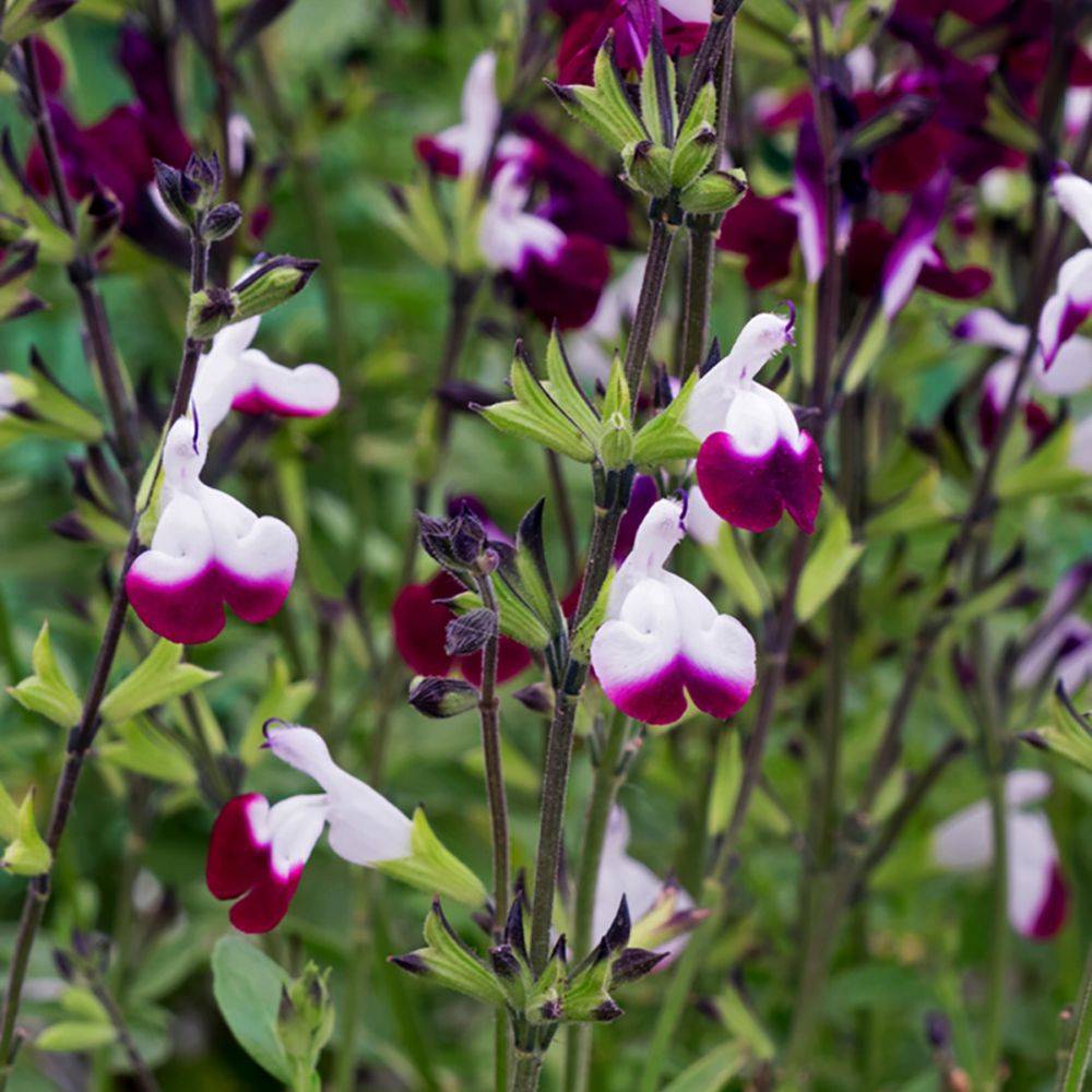 SALVIA greggii 'Amethyst Lips' en pot de 4 litres rond carré - Image 5