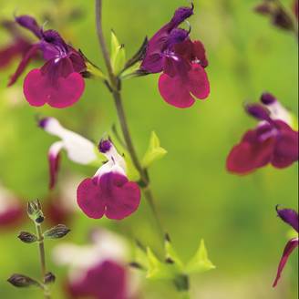 SALVIA greggii 'Amethyst Lips' en pot de 4 litres rond carré