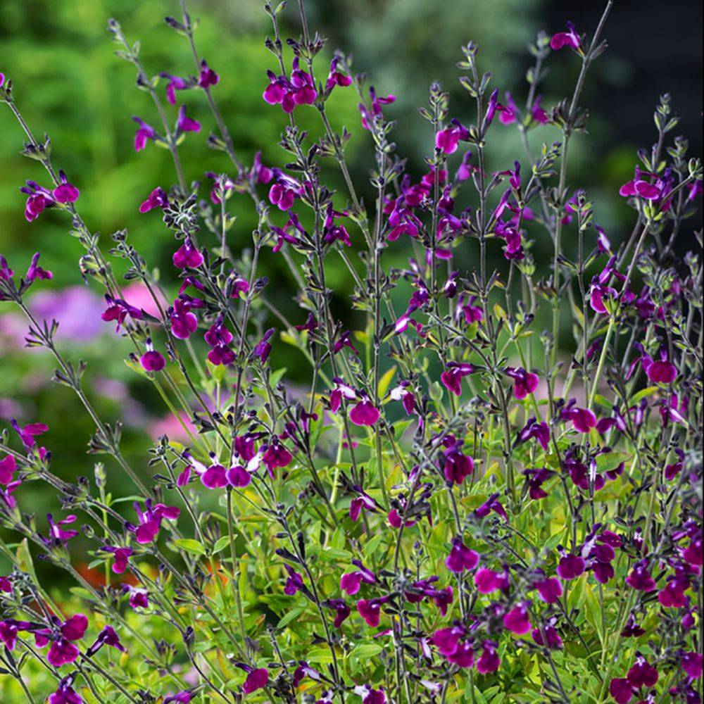 SALVIA greggii 'Amethyst Lips' en pot de 4 litres rond carré - Image 4