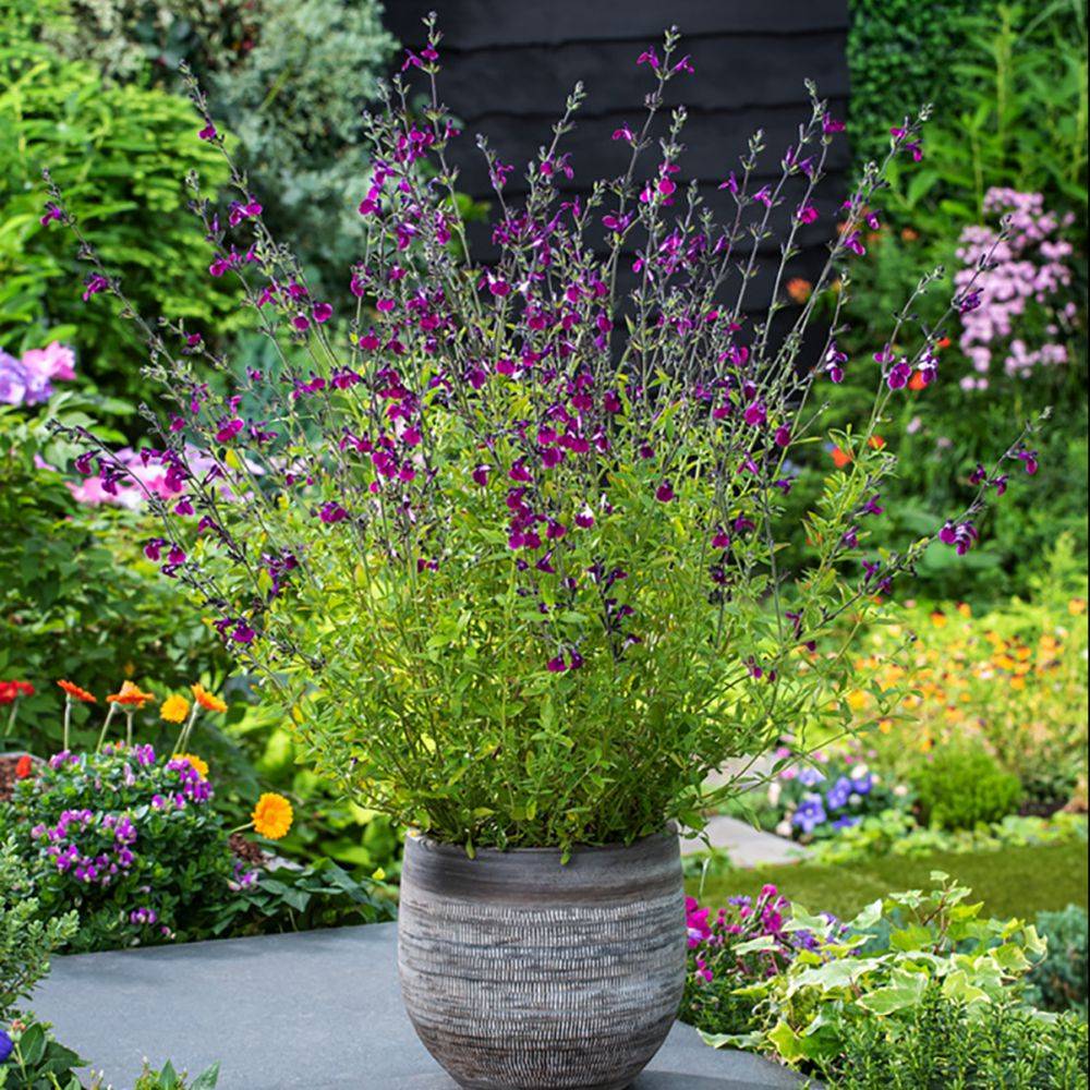 SALVIA greggii 'Amethyst Lips' en pot de 4 litres rond carré - Image 3