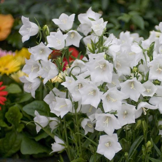 Campanula persicifolia alba lot de 3